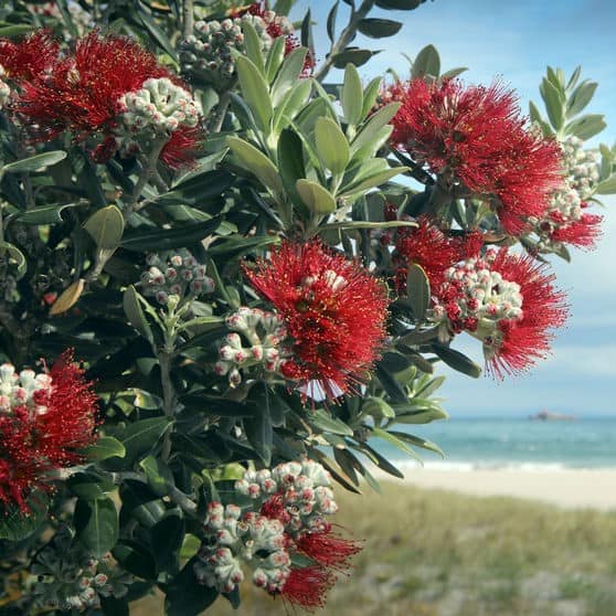 Pohutakawa-bark-extract-sq