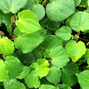 kawakawa-leaf-sq-300x300
